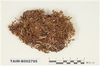藏品(真苔科)的圖片